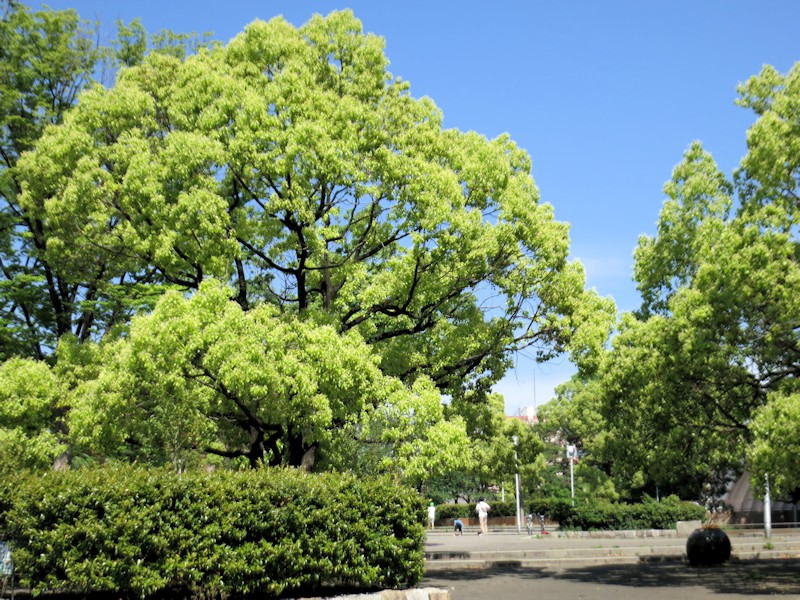 クリックすると拡大します