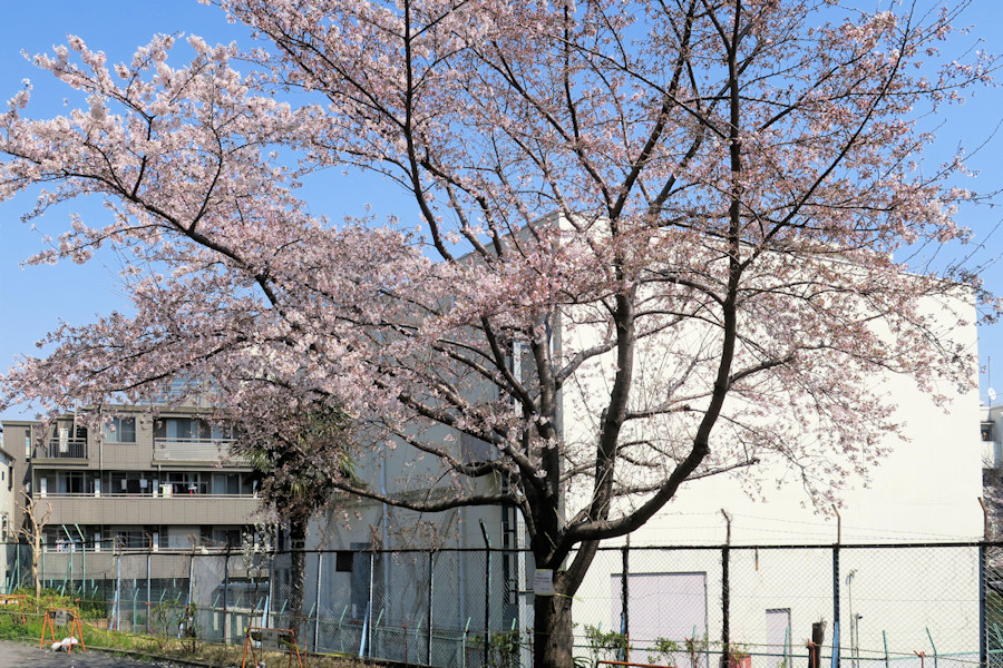 クリックすると拡大します