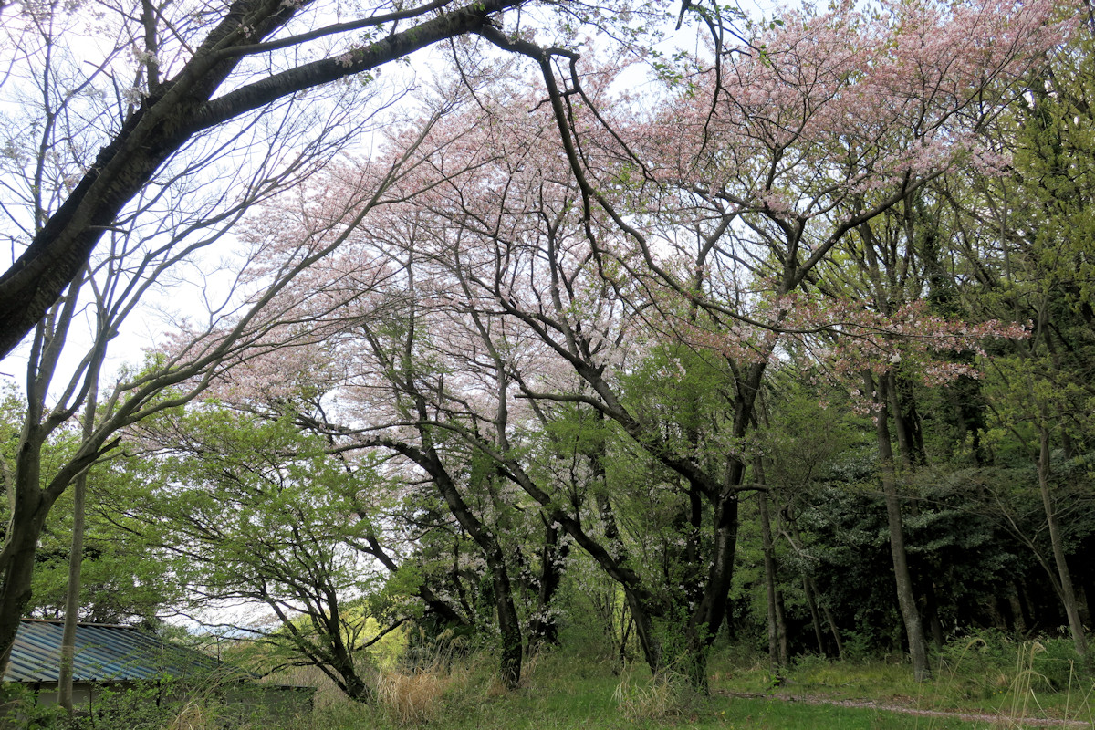 クリックすると拡大します