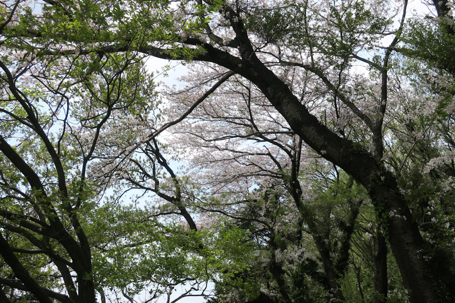 クリックすると拡大します