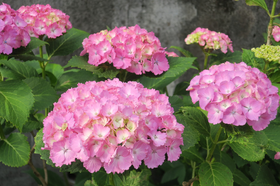 クリックすると拡大します