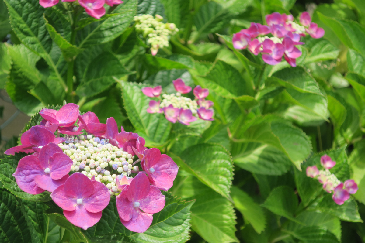 クリックすると拡大します