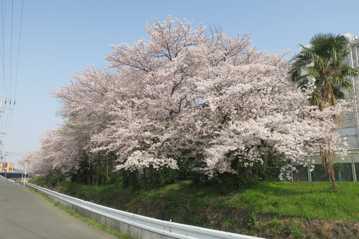 クリックすると拡大します