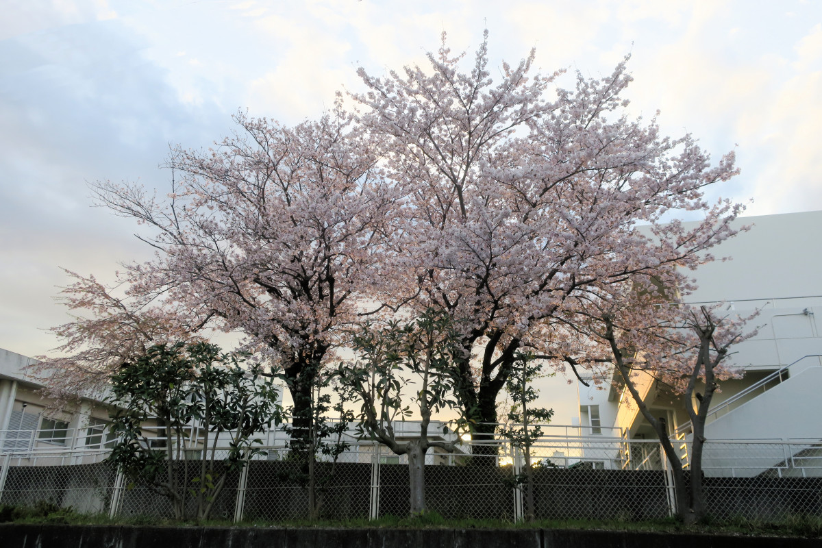 クリックすると拡大します