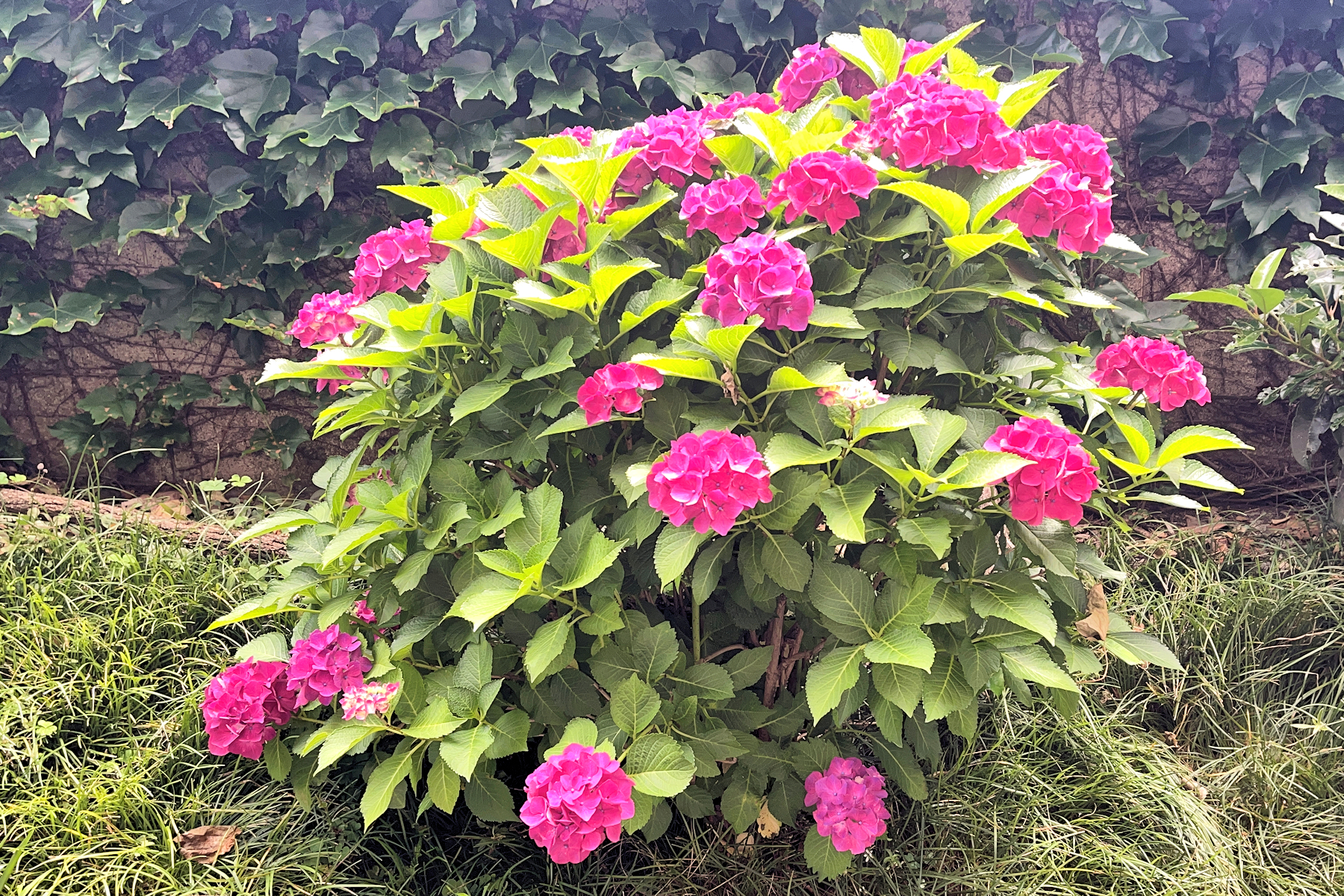 クリックすると拡大します