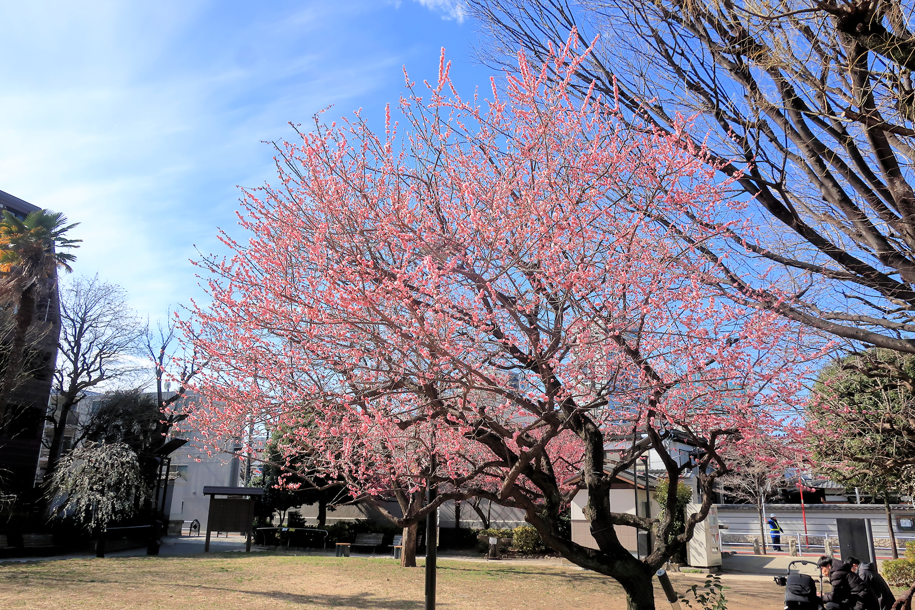 クリックすると拡大します