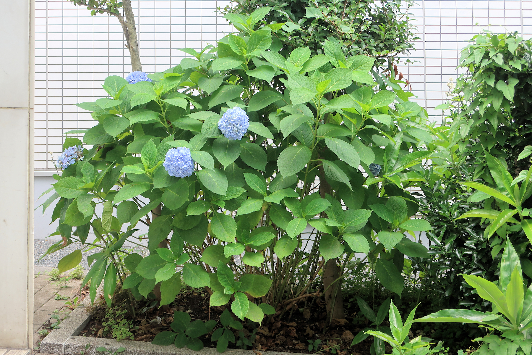 クリックすると拡大します