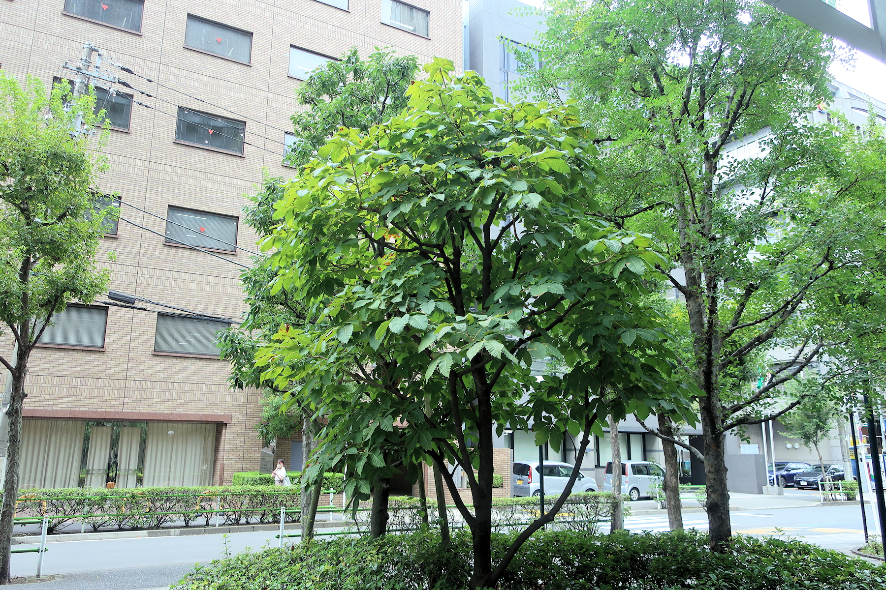 クリックすると拡大します