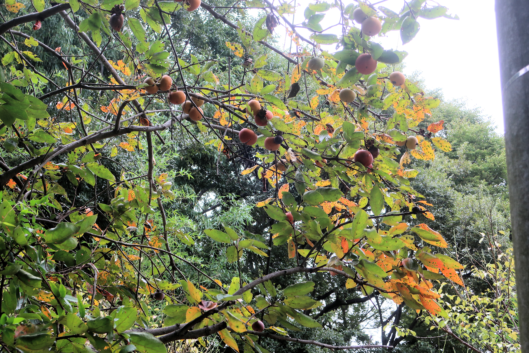 クリックすると拡大します