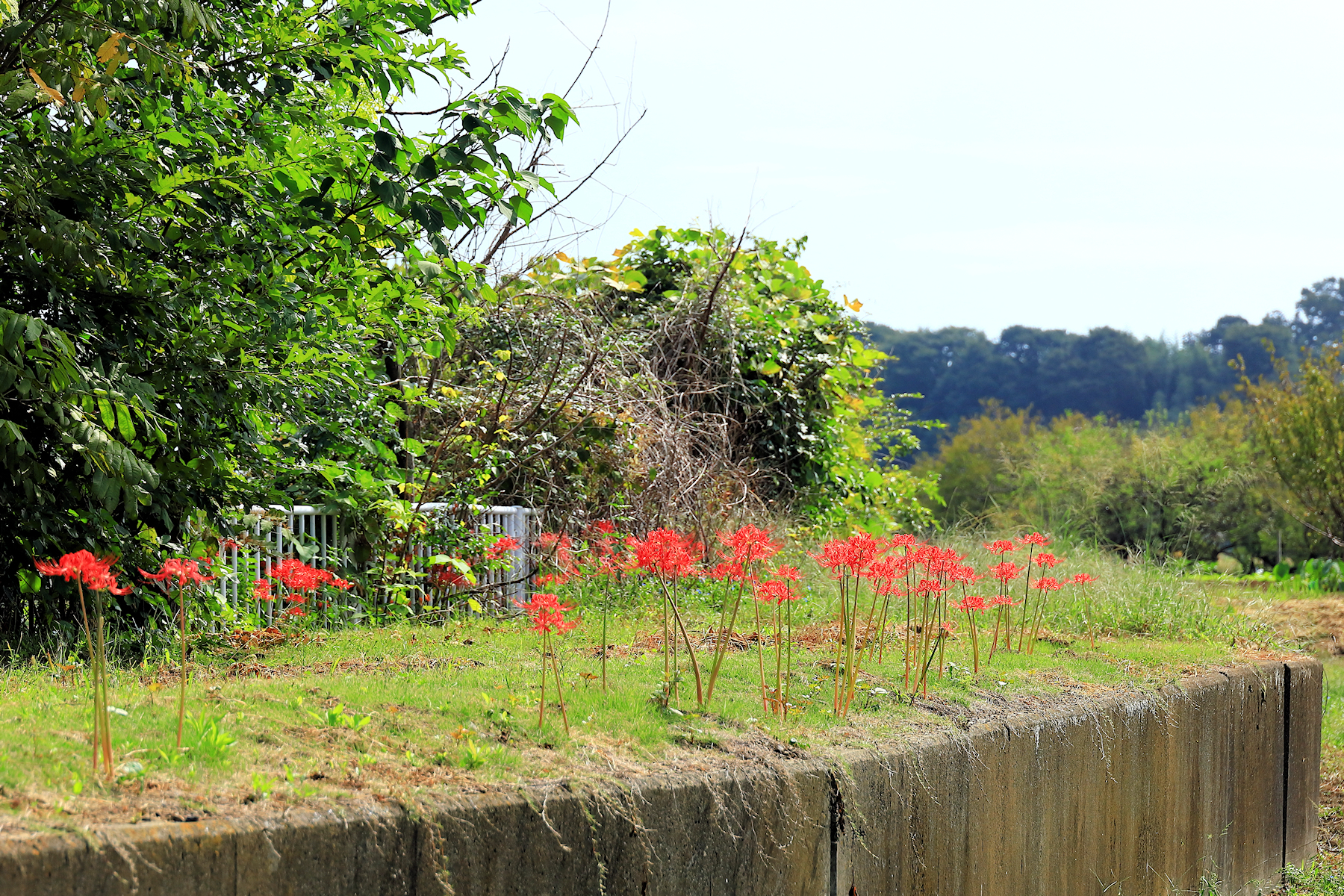 クリックすると拡大します