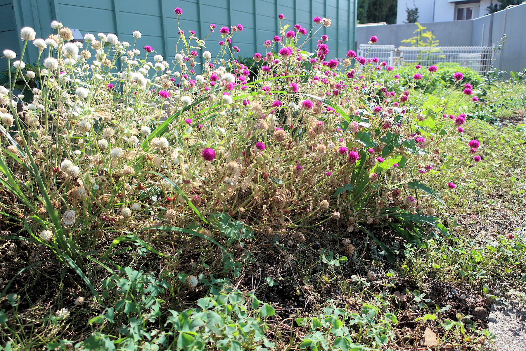 クリックすると拡大します