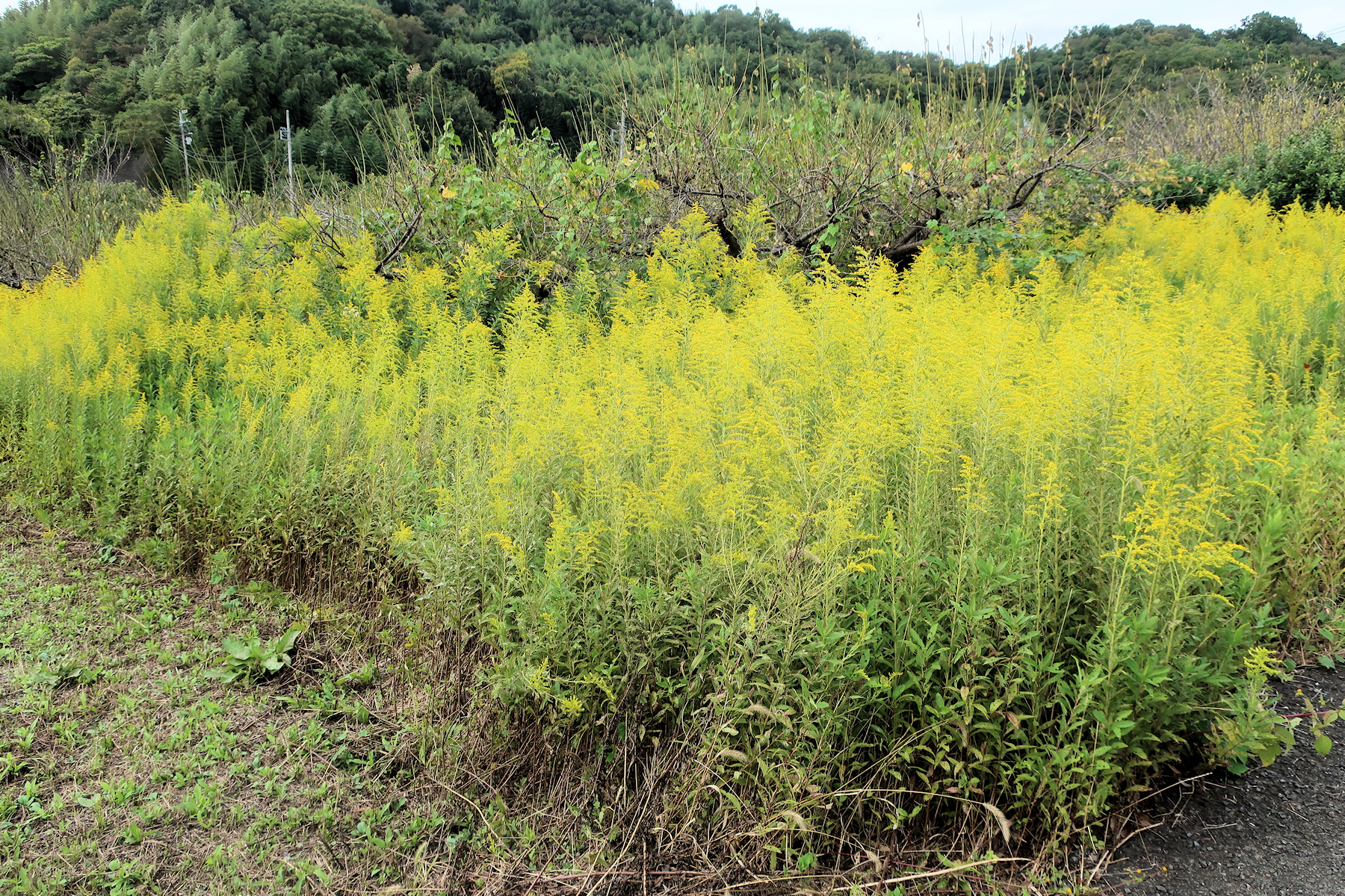 クリックすると拡大します