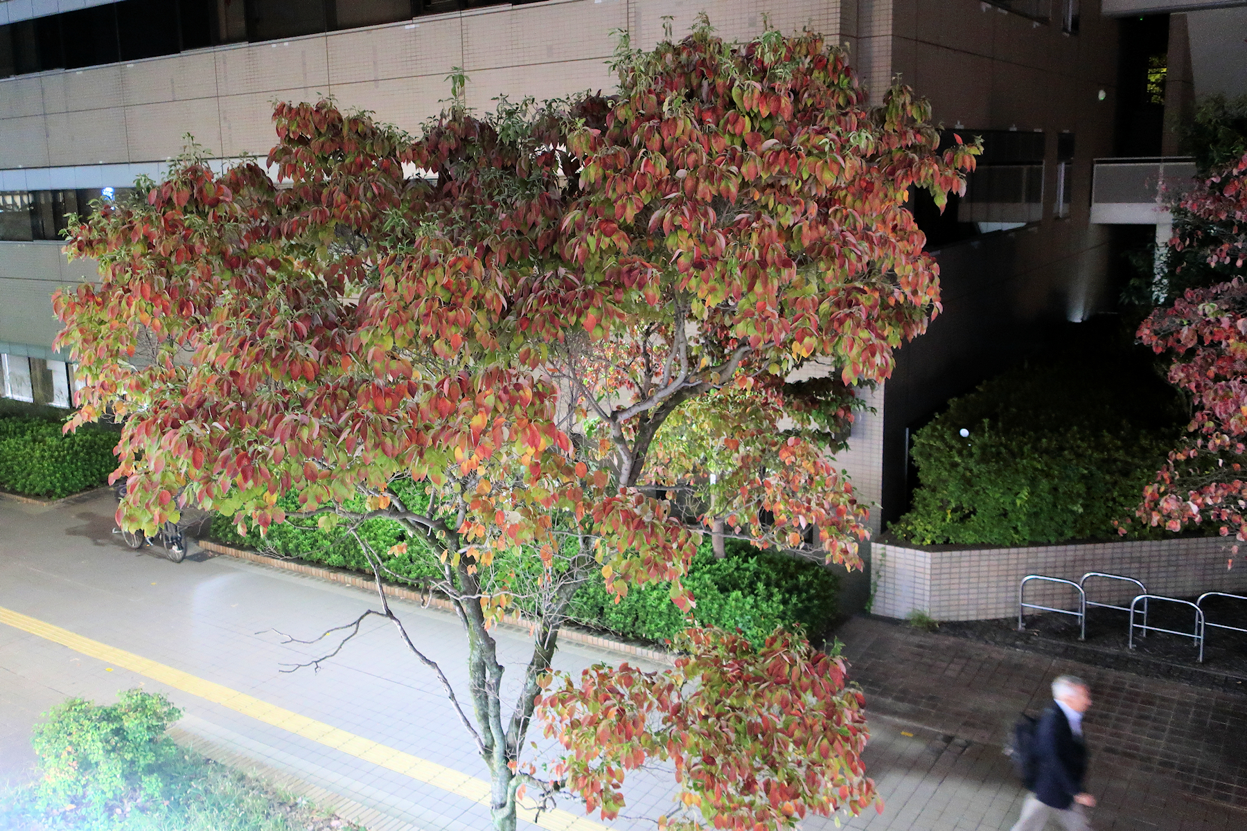 クリックすると拡大します