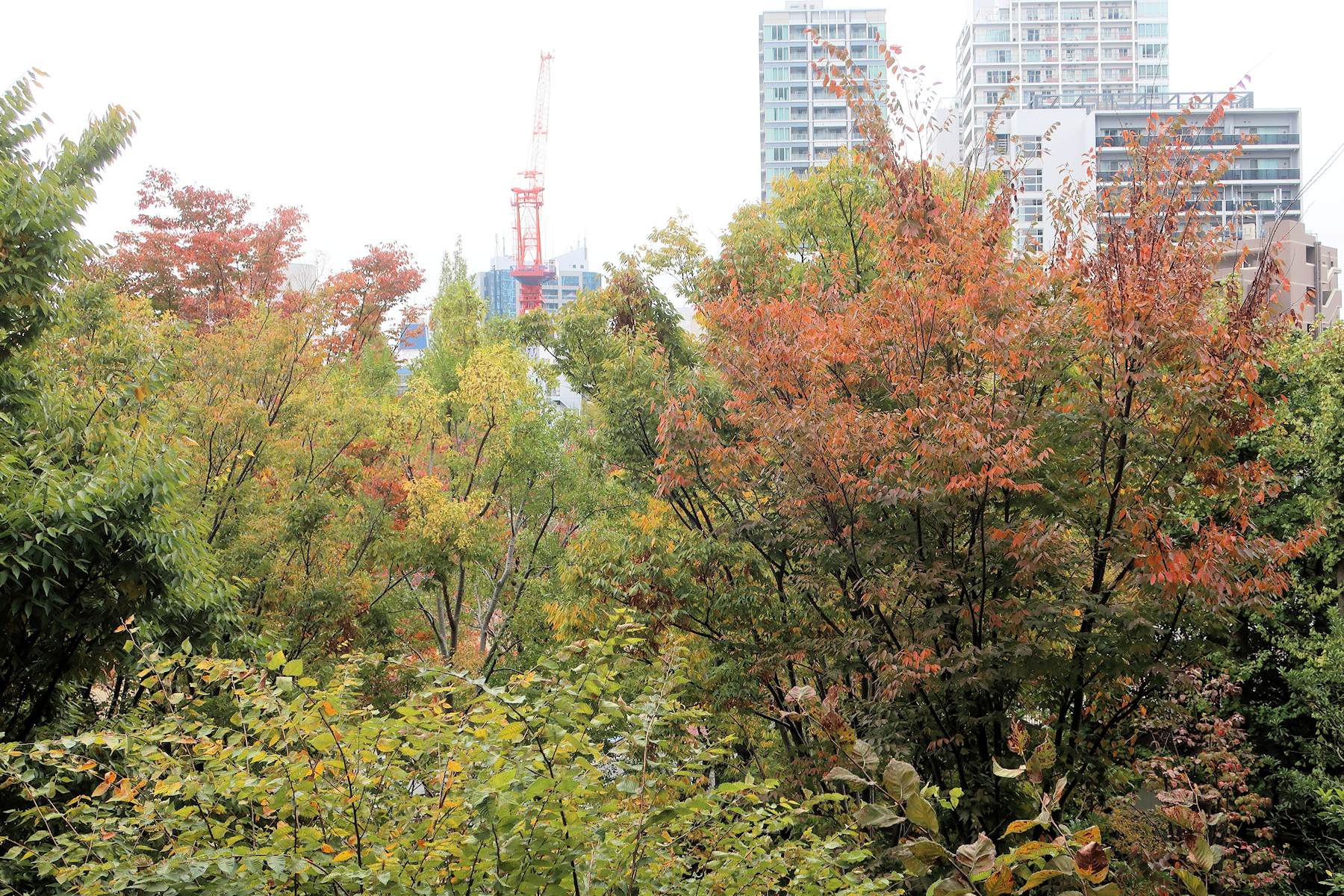 クリックすると拡大します