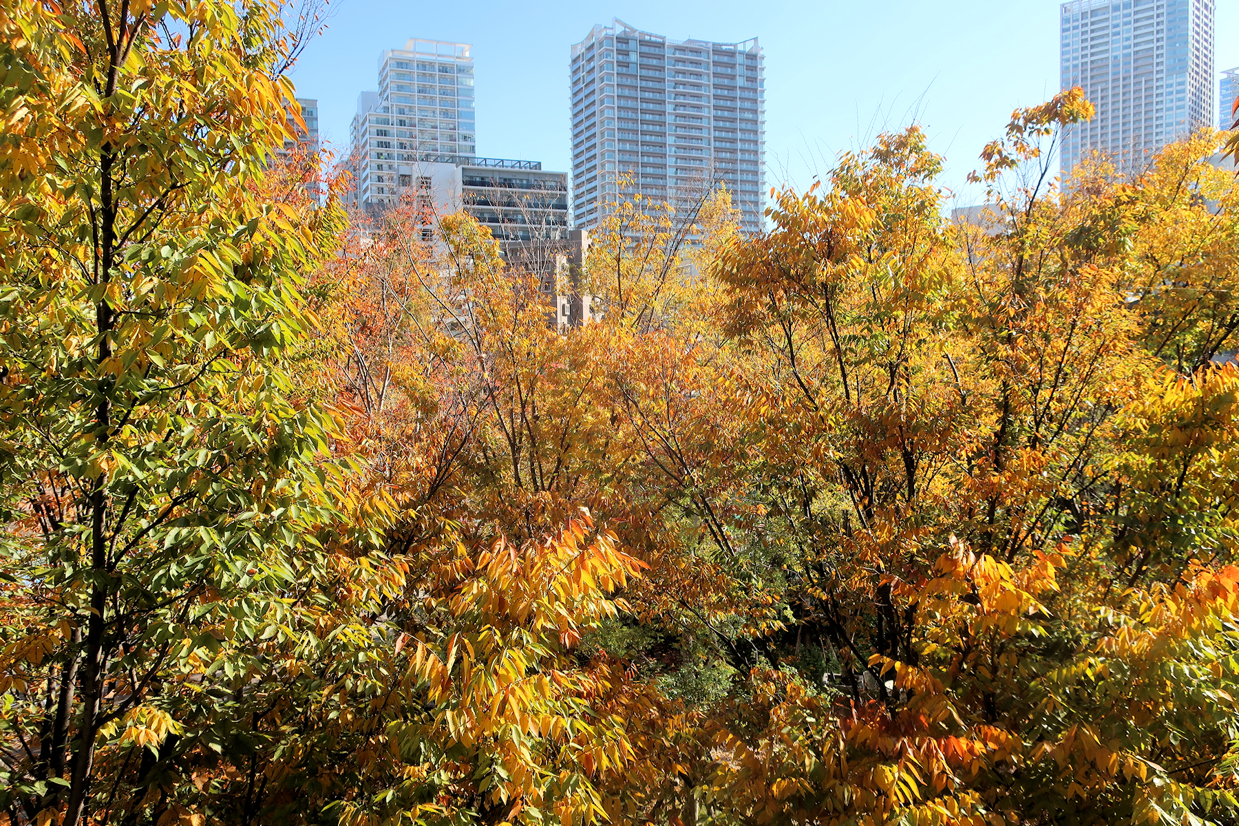 クリックすると拡大します