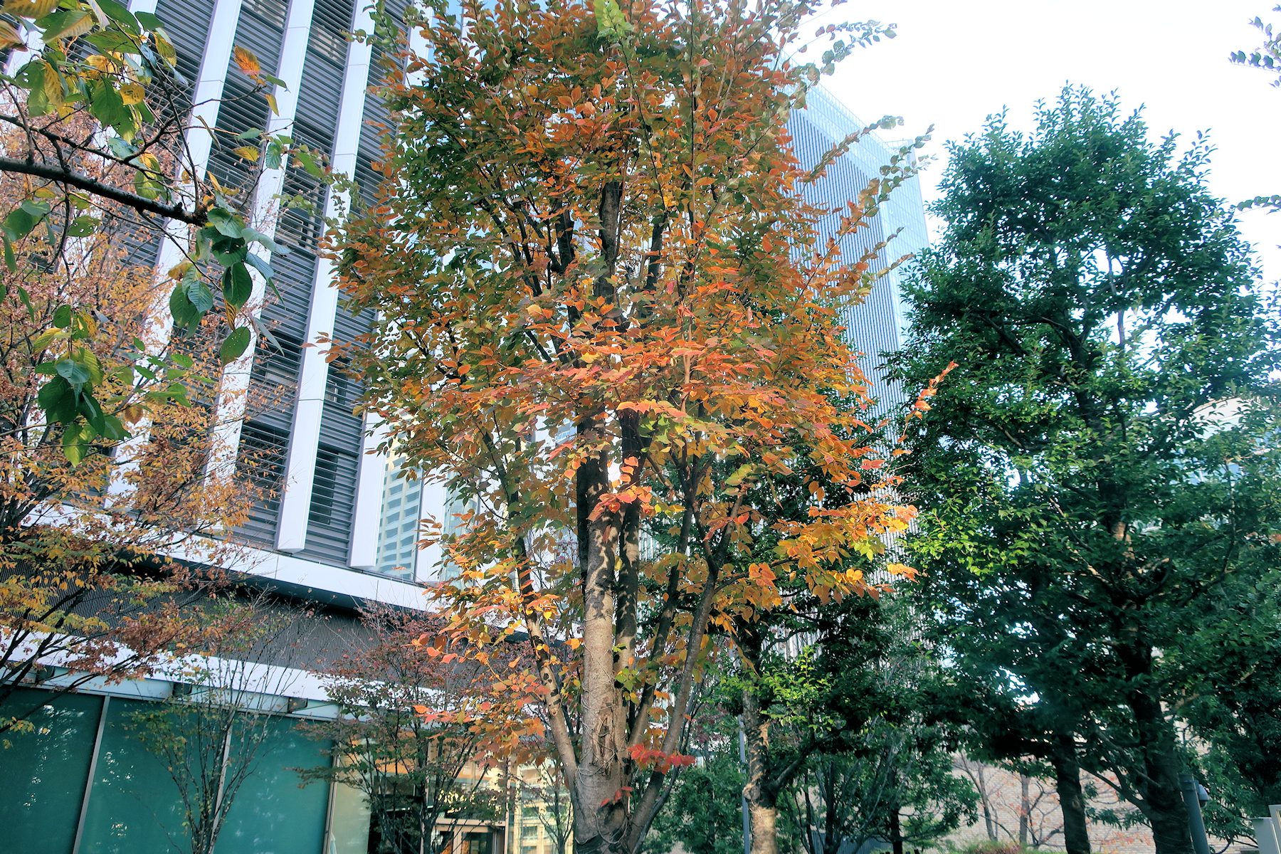 クリックすると拡大します