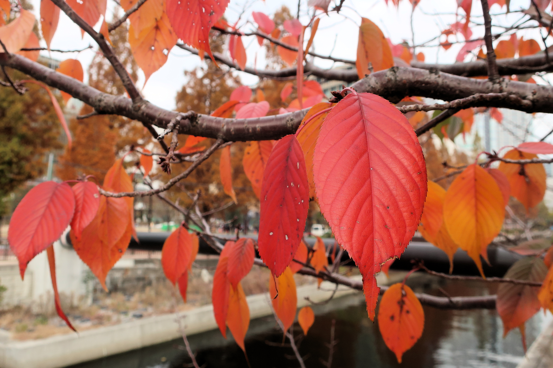 クリックすると拡大します