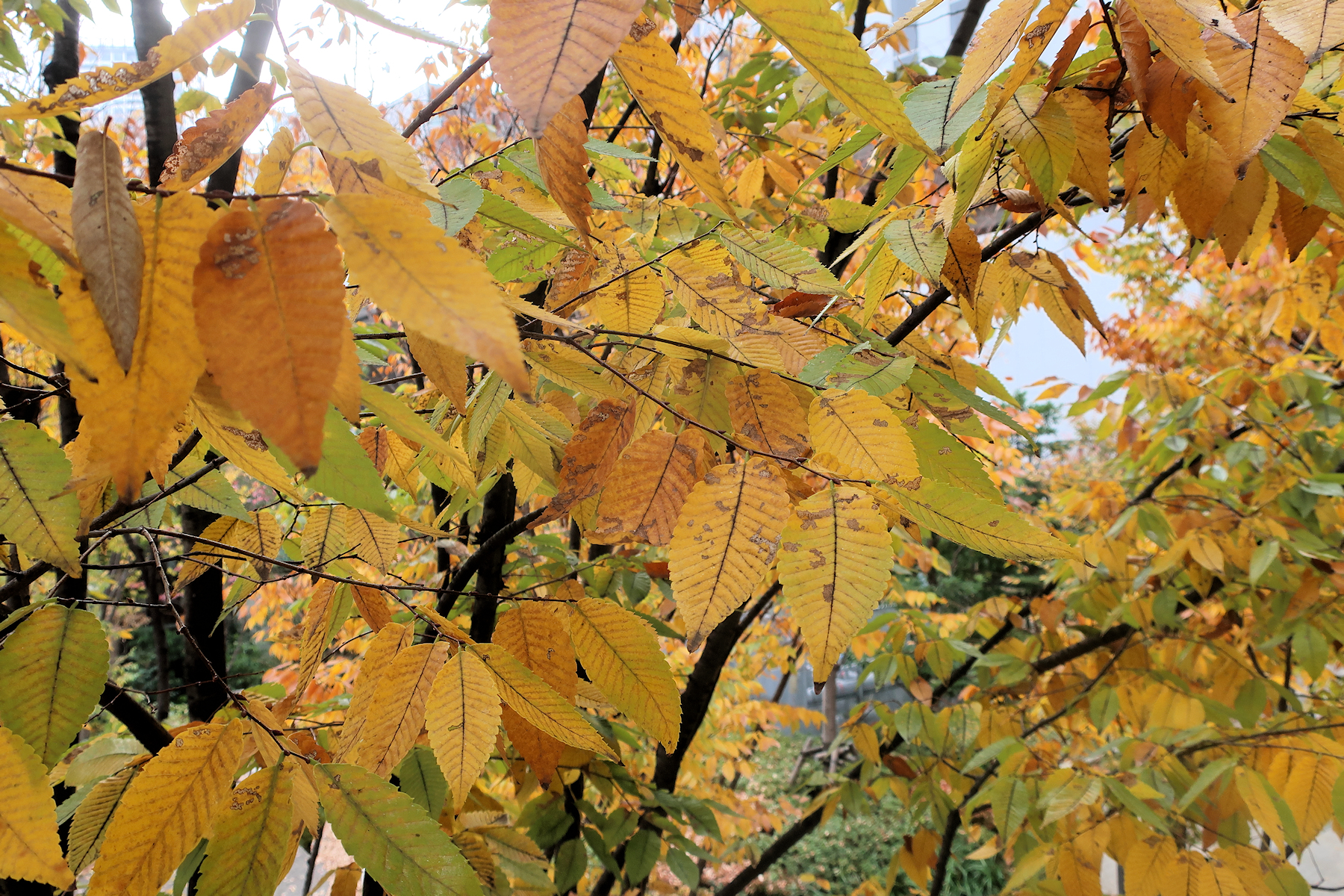 クリックすると拡大します