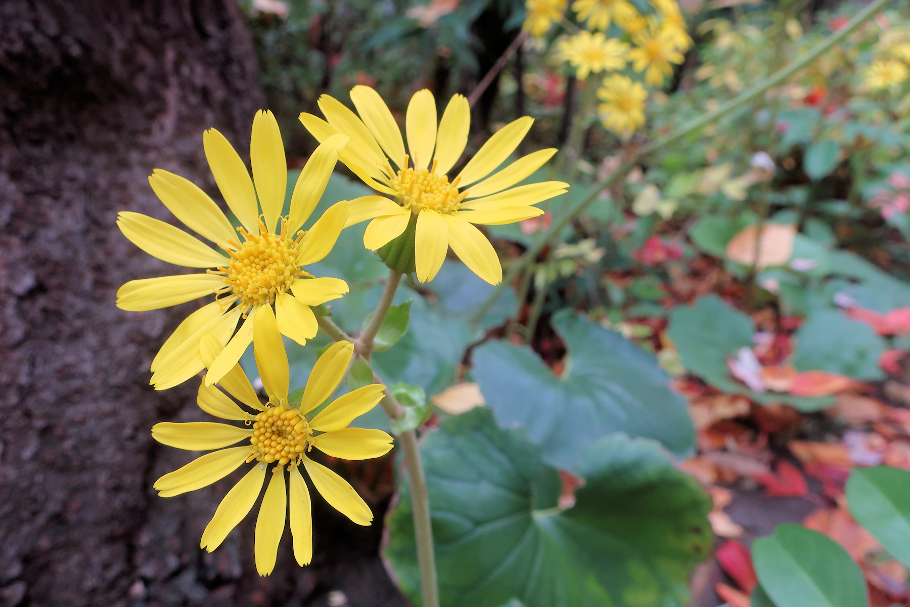 クリックすると拡大します