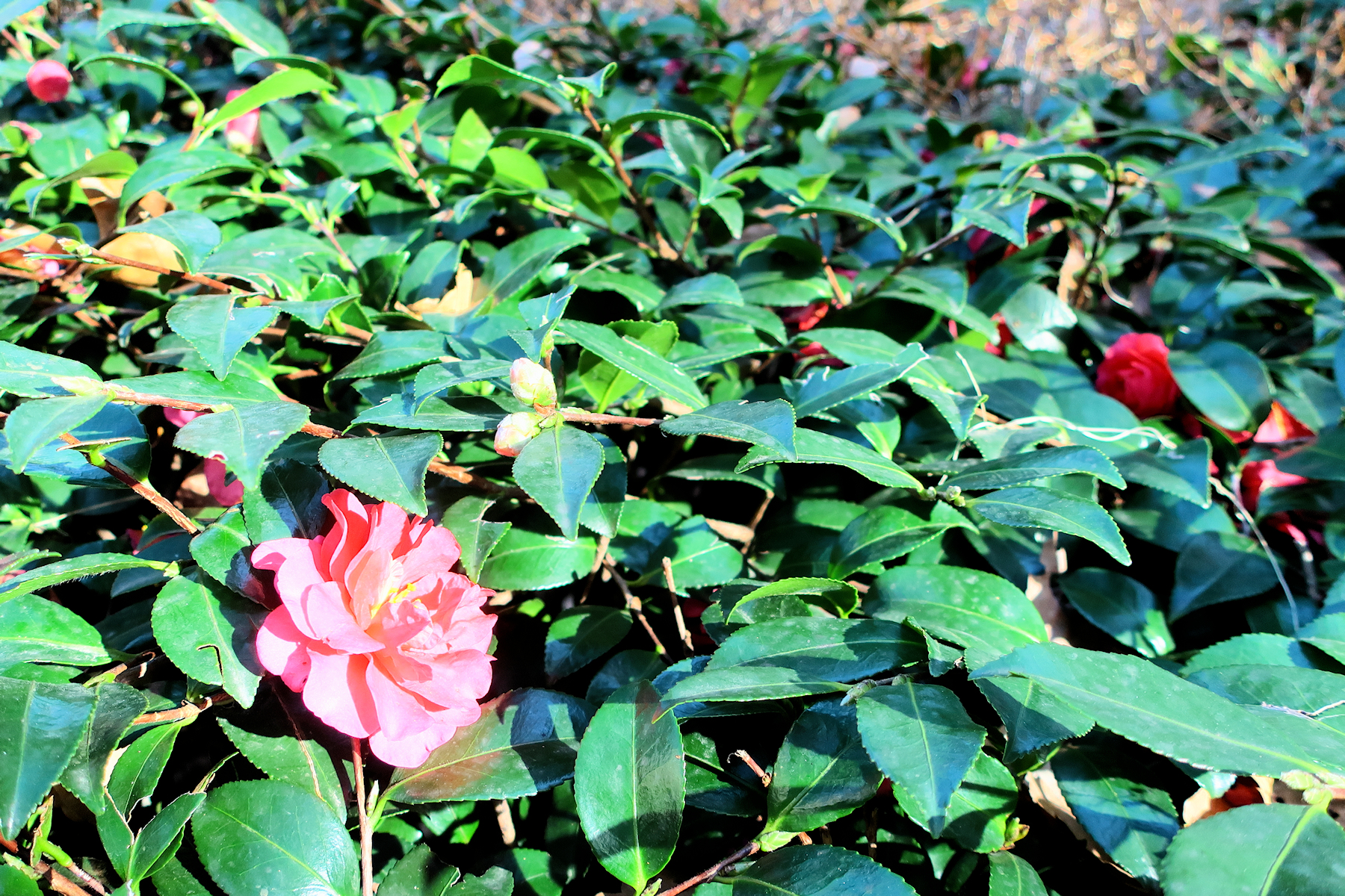 クリックすると拡大します