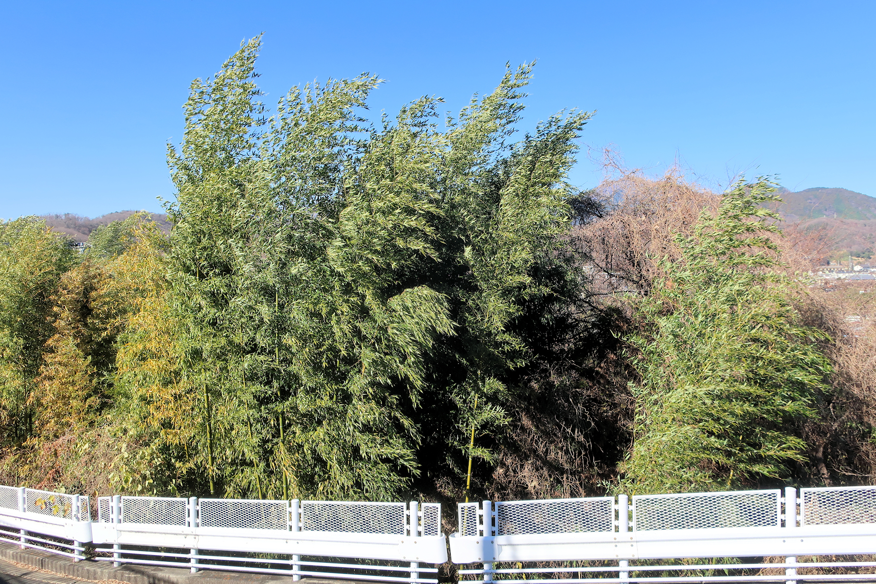 クリックすると拡大します